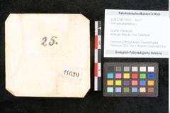 Foto (Objekt + Etikett) von Acer pseudoplatanus L. (NHMW-GEO-2024-0188-11620)